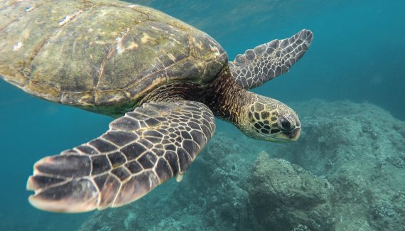 Sea turtle swimming underwater