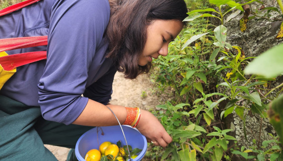 Intern picks fruit in Ecuador