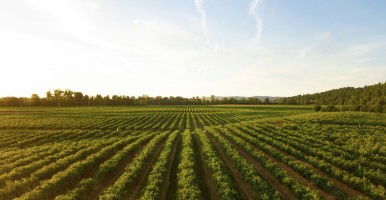 Rows of crops growing in field