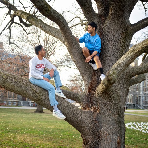 students in tree. Cornell Photo